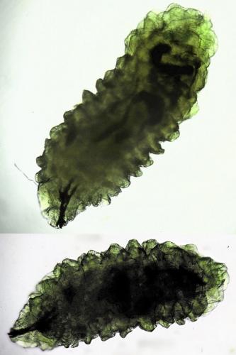 Réf. 256 042 : Pegomya sp.